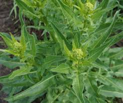 Attēlu rezultāti vaicājumam “Bunias orientalis”