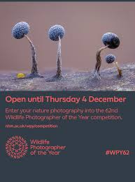 Attēlu rezultāti vaicājumam “Comatricha alta young”