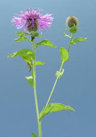 Image result for Centaurea pseudophrygia