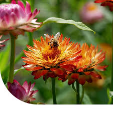 Image result for Strohblume