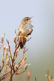 Image result for Locustella lanceolata