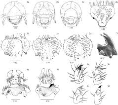 Attēlu rezultāti vaicājumam “Gnorimus variabilis”