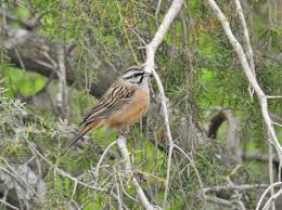 Image result for Emberiza cia
