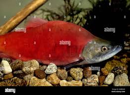 Image result for Oncorhynchus nerka
