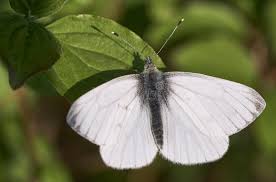 Attēlu rezultāti vaicājumam “Pieris napi male”