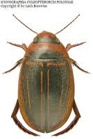 Attēlu rezultāti vaicājumam “Hydaticus transversalis”