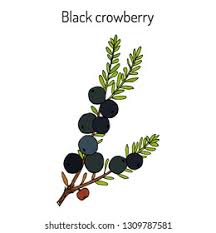 Attēlu rezultāti vaicājumam “Empetrum nigrum fruit”