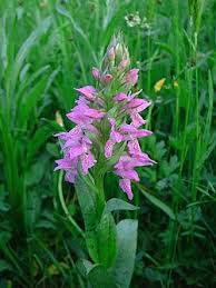 Attēlu rezultāti vaicājumam “Dactylorhiza majalis subsp. baltica”