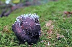 Attēlu rezultāti vaicājumam “Hymenoscyphus fructigenus var. coryli”