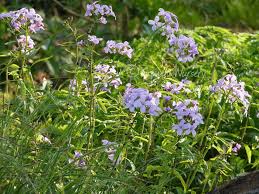 Attēlu rezultāti vaicājumam “Cardamine bulbifera leaf”