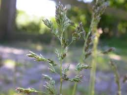 Attēlu rezultāti vaicājumam “Poa humilis”