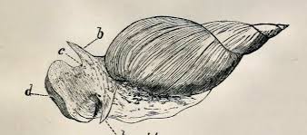 Attēlu rezultāti vaicājumam “Lymnaea stagnalis”