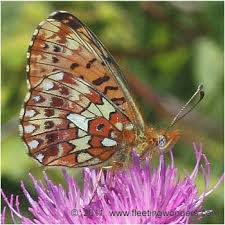 Attēlu rezultāti vaicājumam “Clossiana euphrosyne”