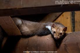 Attēlu rezultāti vaicājumam “Martes foina”