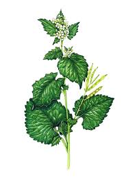 Attēlu rezultāti vaicājumam “Alliaria petiolata leaf”