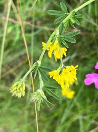 Attēlu rezultāti vaicājumam “Medicago sativa subsp. falcata”