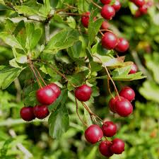 Attēlu rezultāti vaicājumam “Crataegus”