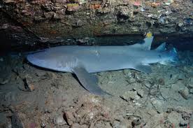 Image result for Nebrius ferrugineus