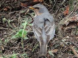 Image result for Turdus ruficollis