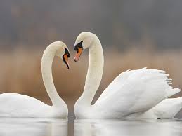 Image result for Sussex Swans