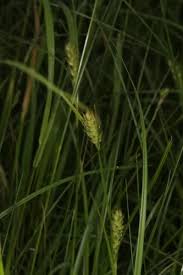 Attēlu rezultāti vaicājumam “Carex hirta”