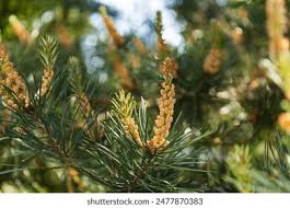 Attēlu rezultāti vaicājumam “Picea abies male flower”