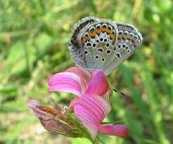 Attēlu rezultāti vaicājumam “Plebejus argus female”