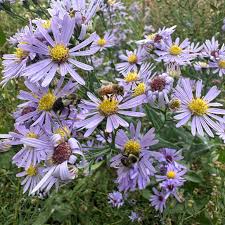 Image result for Aster