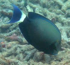Image result for Acanthurus blochii