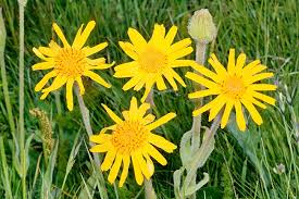 Image result for Arnica montana