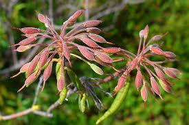 Attēlu rezultāti vaicājumam “Ledum palustre fruit”