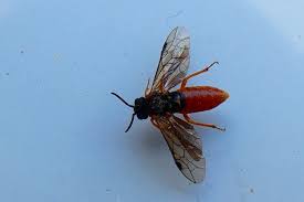 Attēlu rezultāti vaicājumam “Nematus ribesii”