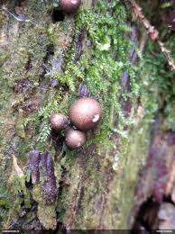 Attēlu rezultāti vaicājumam “Lycogala roseosporum sessile”