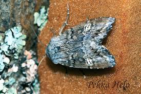 Attēlu rezultāti vaicājumam “Lithomoia solidaginis”