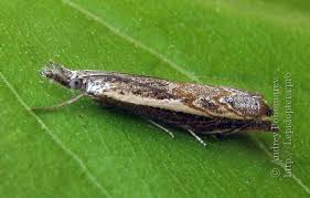 Attēlu rezultāti vaicājumam “Platytes alpinella”