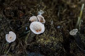 Attēlu rezultāti vaicājumam “Poronia punctata”