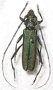 Attēlu rezultāti vaicājumam “Aromia moschata”