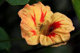 Attēlu rezultāti vaicājumam “Tropaeolaceae”