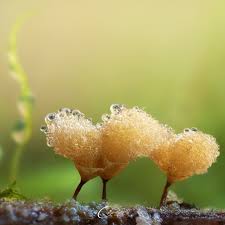 Attēlu rezultāti vaicājumam “Arcyria incarnata young”