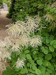 Image result for Rosengewächse