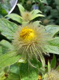 Attēlu rezultāti vaicājumam “Inula helenium flower”