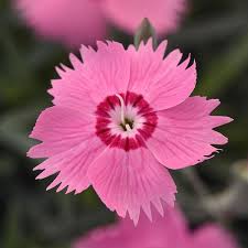 Image result for Dianthus