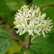 Attēlu rezultāti vaicājumam “Cornus sanguinea”