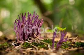 Attēlu rezultāti vaicājumam “Clavulina amethystina”