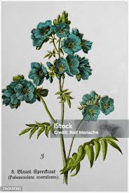 Image result for Polemonium coeruleum