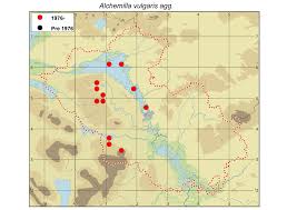 Attēlu rezultāti vaicājumam “Alchemilla vulgaris aggr. bud”