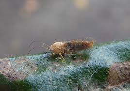 Attēlu rezultāti vaicājumam “Psylla alni”