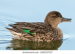 Attēlu rezultāti vaicājumam “Anas crecca”