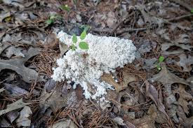 Attēlu rezultāti vaicājumam “Brefeldia maxima young”