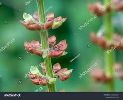 Attēlu rezultāti vaicājumam “Stachys sylvatica bud”